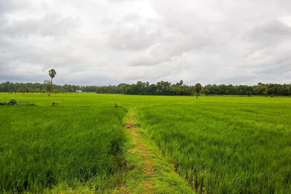 Kerala paddy field