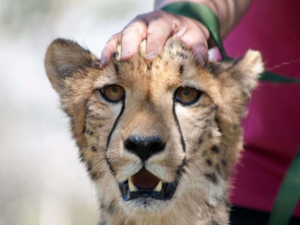 Hand on cheetah's head
